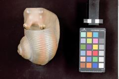 Foto einer Buchstütze in Schneckenform (NHMW-ZOO-MO-0081100-ETH-041)